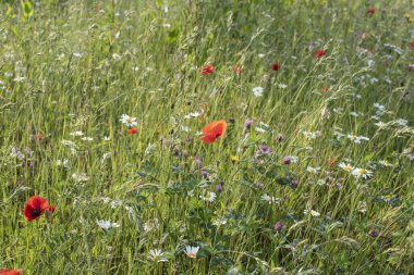 wildflowers like red poppies, red clover and marguerite daisies in sunlight