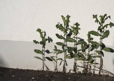 the green leaves of hawksbeard plants casting shadows on a facade