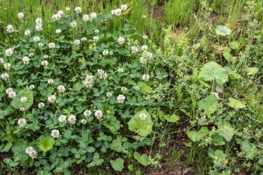 close-up of white dutch clover and yellow field clover in a meadow