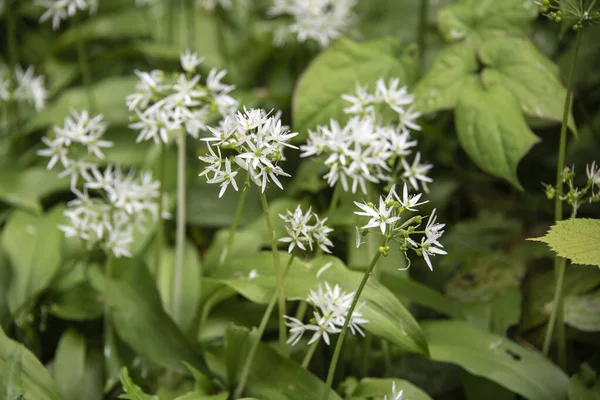 Close Das Umbels Allium Ursinum Alho Selvagem Com Flores Brancas — Fotografia de Stock