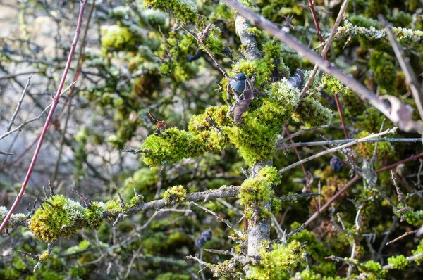 Green Colonies Moss Sunlight Twigs Blackthorn Shrub Sunny Morning Autumn — Stock Photo, Image