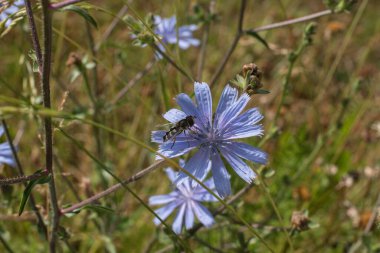Bir hindiba bitkisinin çiçeğinde nektar ve polen arayan bir uçan sinek.