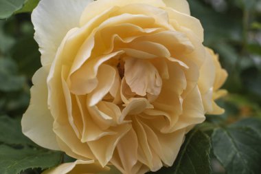 Krem rengi taç yaprakları olan tek bir gül çiçeğinin yakın çekimi