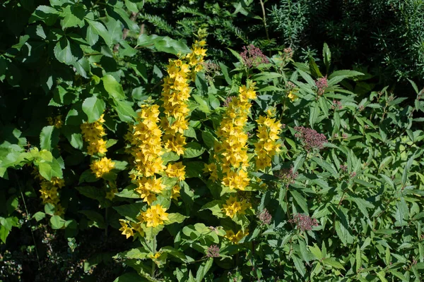 Fiore Giallo Loosestrife Spooted Con Meadowsweet Giapponese Luce Del Sole — Foto Stock