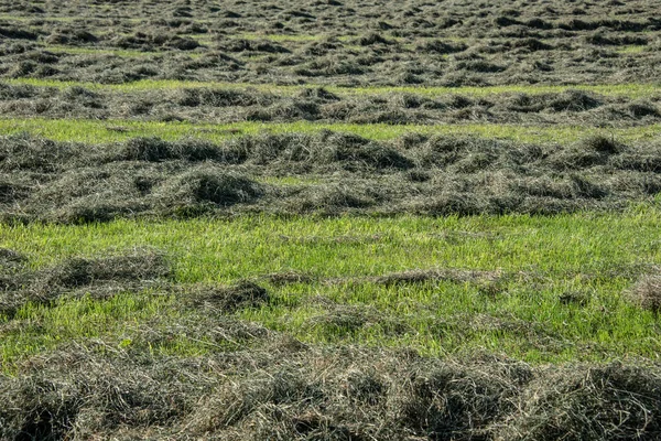 Grass Drying Rows Meadow Sunny Summer Day — Stock Photo, Image