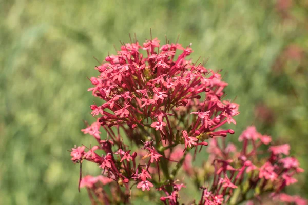 Tiny Red Blossoms Inflorescence Red Valerian Flower Stock Picture