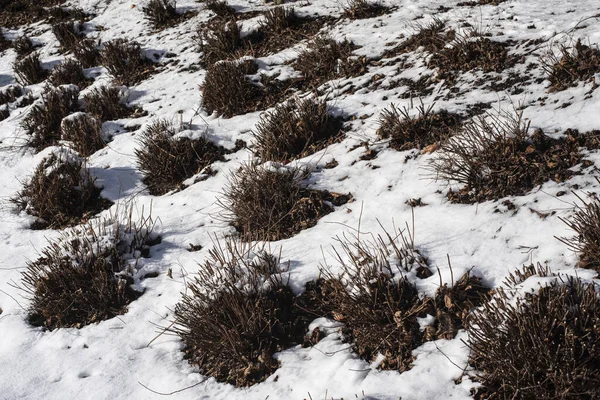 Gruppo Arbusti Tagliati Terreno Innevato Giardino Una Giornata Invernale Soleggiata — Foto Stock