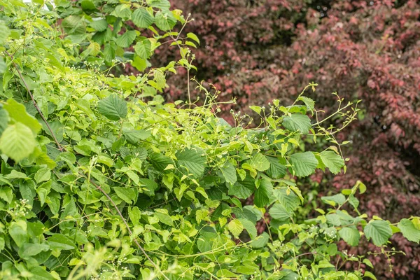 Close Twigs Hazelnut Shrub Overgrown Climbing Clematis Vitalba — Stock Photo, Image