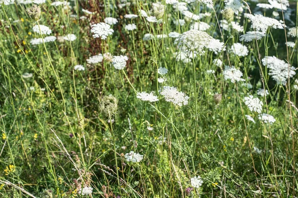Grupp Vilda Morötter Med Små Vita Blommor Solig Äng Sommaren — Stockfoto