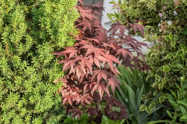 Jardim Verão Com Arbusto Teixo Verde Uma Árvore Bordo Japonesa — Fotografia de Stock