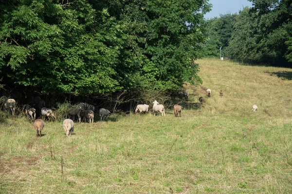 ドイツのスワビアン アルブの木のある牧草地に羊が群がっています — ストック写真