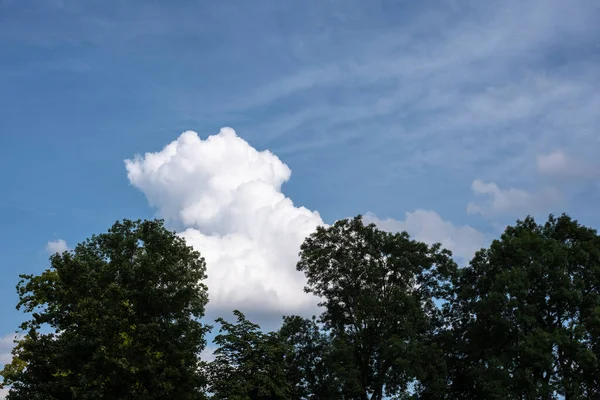 Cumulus Dessus Des Arbres Une Forêt Par Une Journée Ensoleillée — Photo