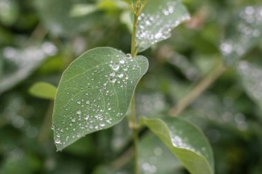 Işıldayan yağmur damlaları ile bir kar çileği çalısının yaprağına yakın çekim