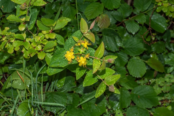 Zbliżenie Żółtych Kwiatów Słodko Bursztynowego Krzewu Kroplami Deszczu — Zdjęcie stockowe