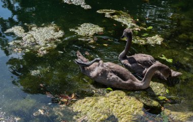 Gri-kahverengi tüyleri olan iki genç dilsiz kuğu gölette yüzüyor.