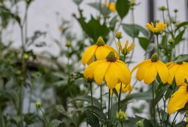 Die Nassen Gelben Blütenblätter Einer Gruppe Glänzender Konfetti Einem Regnerischen — Stockfoto
