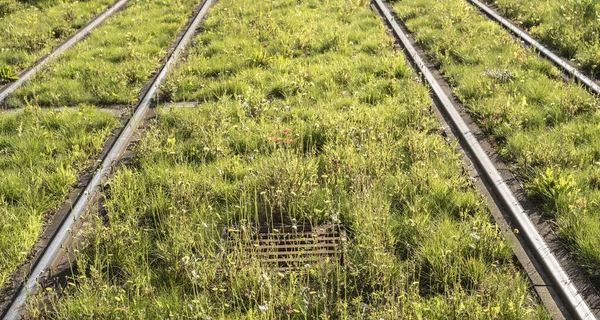 Linie Tramwajowe Świetle Słonecznym Trawą Dzikimi Kwiatami Między Stalowymi Torami — Zdjęcie stockowe