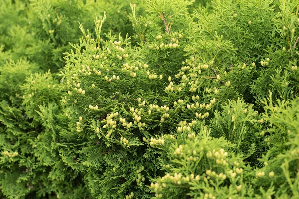 Close Fresh Green Cones Thuja Hedge — Stock Photo, Image
