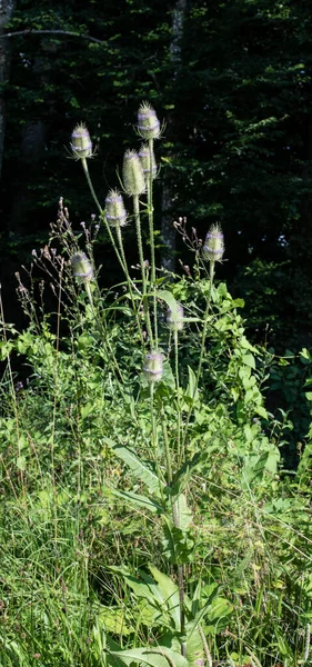 Die Stacheligen Stängel Und Kegelförmigen Samenköpfe Einer Wilden Teelaste — Stockfoto