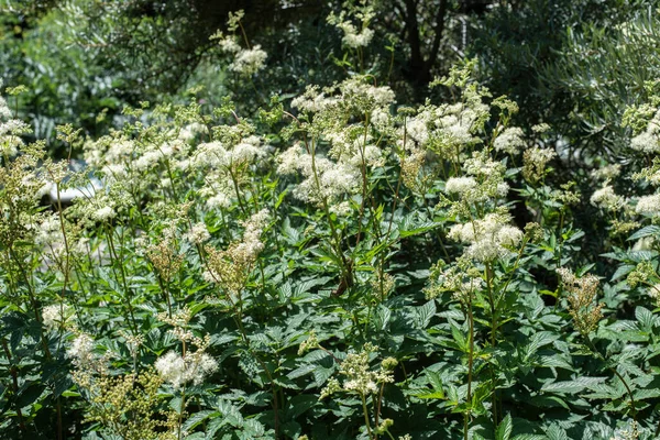 Plantes Fleurs Blanches Prairie Douce Plein Soleil Été — Photo