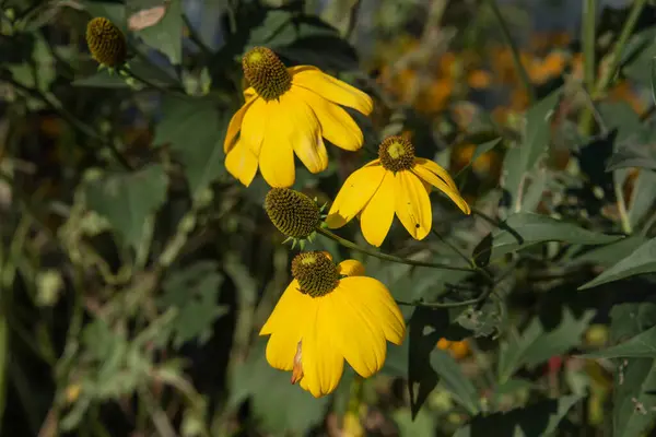 Die Gelben Blüten Leuchtender Sonnenhut Sonnenlicht Einem Sommertag — Stockfoto