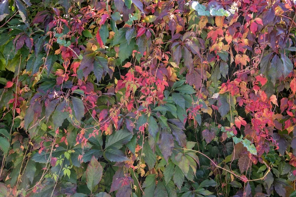 Αναρρίχηση Αμπελιού Πρόσοψη Πολύχρωμα Φύλλα Κόκκινο Και Πράσινο — Φωτογραφία Αρχείου