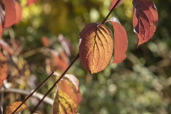 Close Das Folhas Cor Vermelha Arbusto Dogwood Dia Ensolarado Outono — Fotografia de Stock