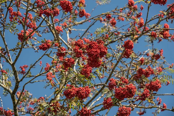 成熟的红色浆果 枝头长满了灰 蓝天分明 — 图库照片