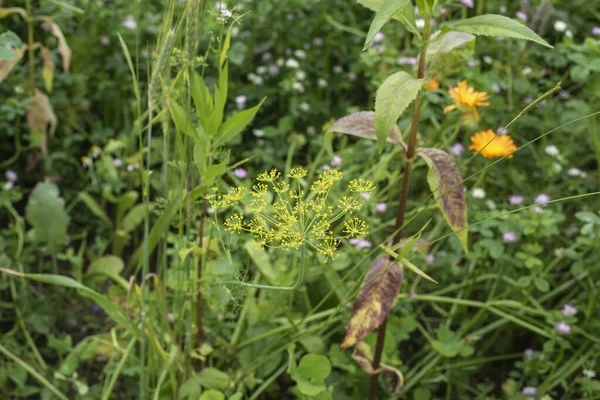 Gros Plan Une Fleur Fenouil Jaune Dans Champ Engrais Vert — Photo