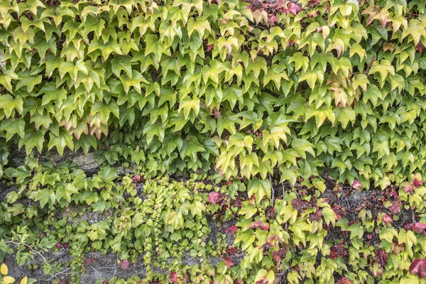 Αναρρίχηση Αμπελιού Πέτρινο Τοίχο Πράσινα Και Κόκκινα Φύλλα — Φωτογραφία Αρχείου