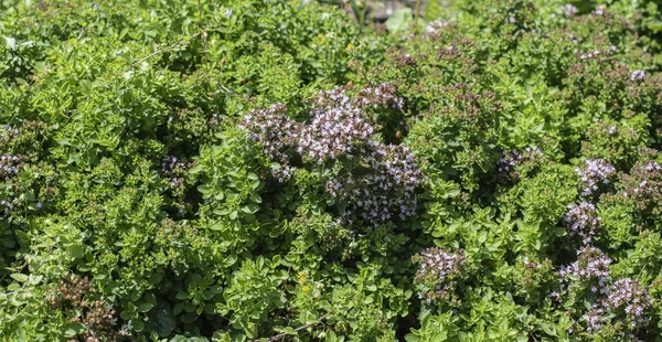 Nahaufnahme Von Bodendeckenden Thymianpflanzen Einem Sommergarten Sonnenlicht — Stockfoto