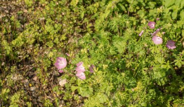 Parlak güneş ışığı altında soluk pembe yapraklı çiçek açan mine çiçekleri.