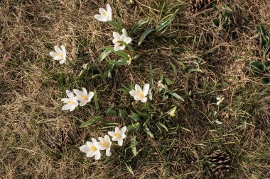 Beyaz yapraklı timsahlar ve çayırda yetişen sarı erkek kediler.