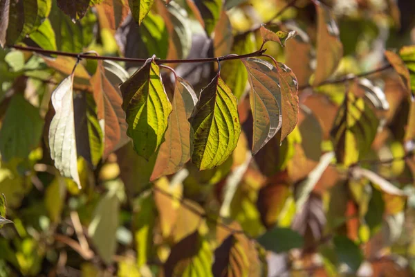 Folhas Uma Sebe Dogwood Mudando Cor Dia Ensolarado Outubro — Fotografia de Stock