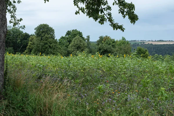 Meadow Sunflowers Other Nectar Source Plants Summer Landscape Royalty Free Stock Images