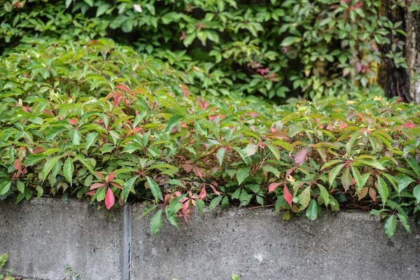 Αμπέλι Φυτό Εδαφοκάλυψης Κήπο Πράσινα Και Κόκκινα Φύλλα — Φωτογραφία Αρχείου
