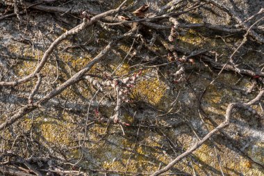 İlkbaharda beton bir duvarda kırmızı yaprak tomurcuklarının yakın çekimi.