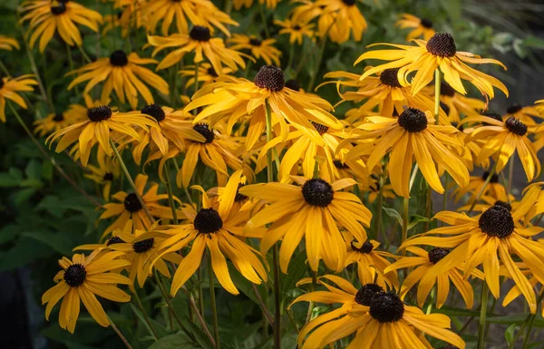 Nahaufnahme Der Gelben Blüten Schwarzäugiger Susans Morgensonnenlicht — Stockfoto