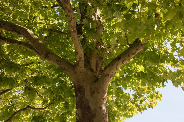 Ствол Большого Плоского Дерева Узорчатой Корой Зелеными Листьями Солнце Стоковое Изображение