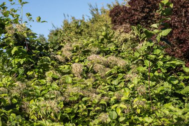 Bir fındık ağacının üzerinde büyüyen ipek çekirdek başlarıyla tırmanan bir Clematis Vitalba.