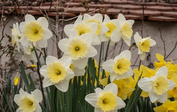 Detail Narcisů Bílými Okvětními Lístky Světle Žlutou Trubkou Tvaru Korony — Stock fotografie