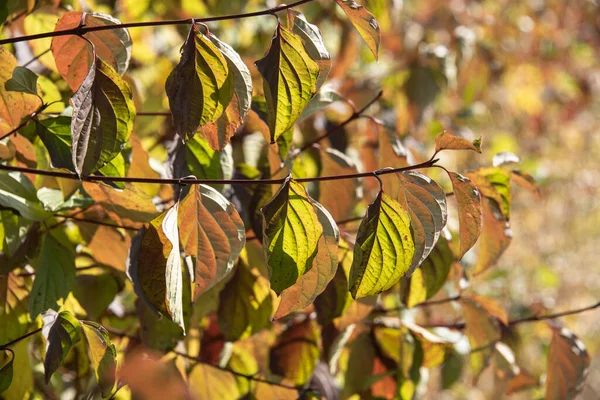秋の晴れた日に犬の木の茂みの小枝のクローズアップ — ストック写真