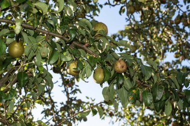 Armut ağacının olgunlaşmış yeşil meyveleri bir dala asılı.