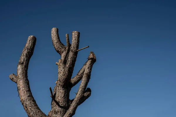 Drzewo Bez Liści Przyciętymi Gałęziami Słońcu Jasnym Błękitnym Niebem — Zdjęcie stockowe