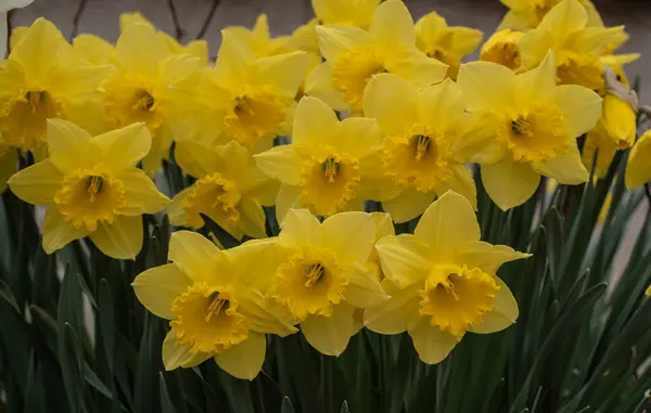 Närbild Påskliljor Med Gula Blommor Våren Med Fokus Förgrunden — Stockfoto