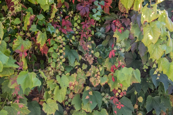 Living Wall Building Colorful Climbing Vine Ivy — Stock Photo, Image