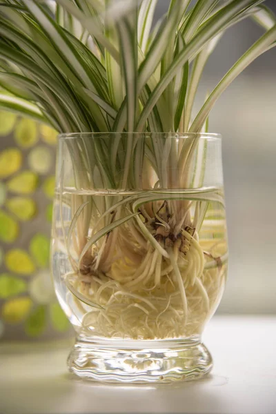 Primer Plano Vaso Lleno Agua Los Vástagos Una Planta Araña — Foto de Stock