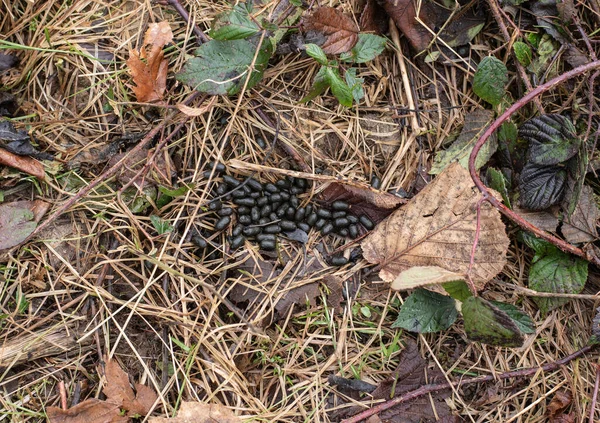 Primo Piano Degli Escrementi Ovali Capriolo Sdraiato Erba Secca — Foto Stock