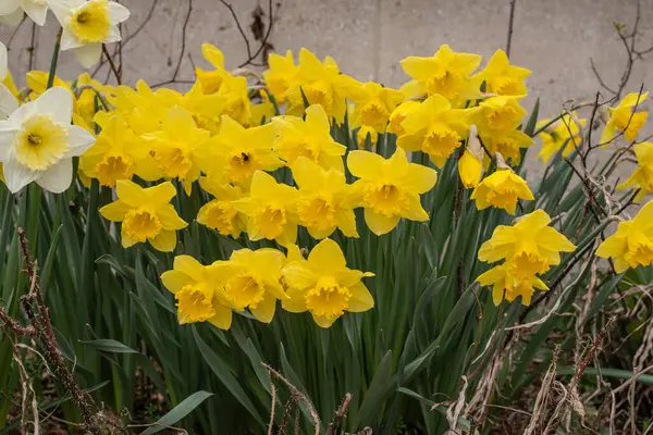 Közelkép Egy Csoport Sárga Virágzó Nárciszról Tavasszal — Stock Fotó