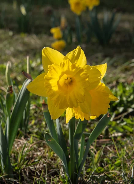 Közeli Kép Sárga Virág Egy Nárcisz Esti Napsütésben Réten — Stock Fotó